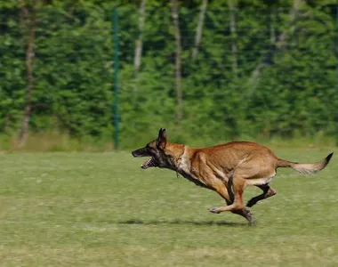 Disparo feito aconteceu para afastar os cachorros