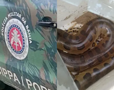 A sucuri mede quase três metros