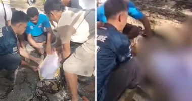Imagem ilustrativa da imagem Vídeo: corpo de homem é retirado da barriga de cobra