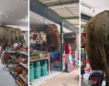 Elefante invade loja e rouba comidas na Tailândia