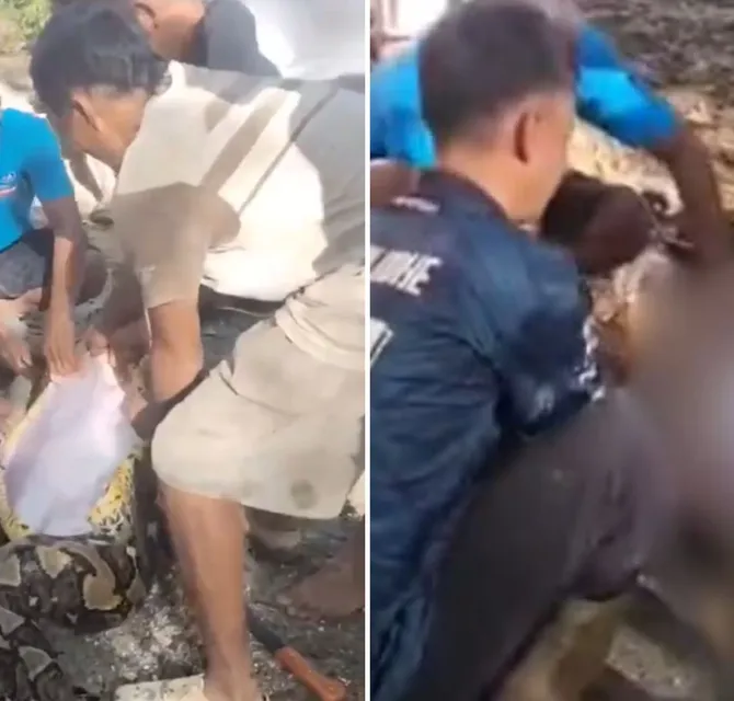 Imagem ilustrativa da imagem Vídeo: corpo de homem é retirado da barriga de cobra