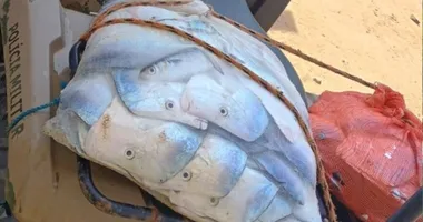 Imagem ilustrativa da imagem Sem moqueca! PM apreende 100 kg de frutos do mar na Ilha dos Frades