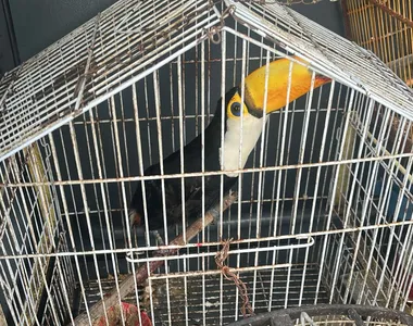 Tucano encontrado no local