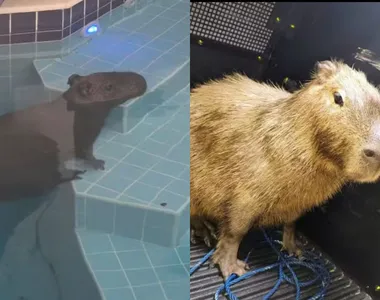 Animal foi levado ao Parque Zoobotânico de Salvador