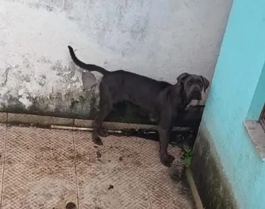 Cães estavam desnutridos e desidratados