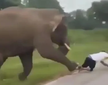 Homem é pisoteado tentando fugir de elefante