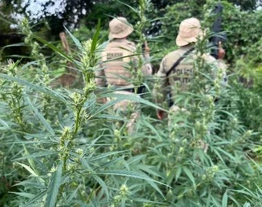 Plantação de maconha descoberta no norte da Bahia