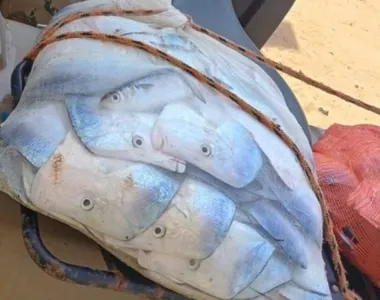 Pescado apreendido na operação