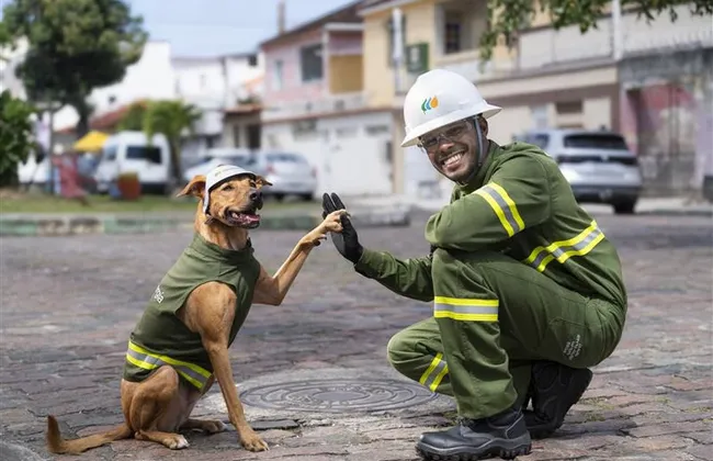 Imagem ilustrativa da imagem 