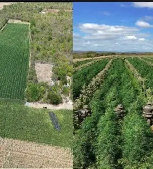 Imagem ilustrativa da imagem Polícia incinera 232 mil pés da ‘verdinha’ em menos de 24 horas