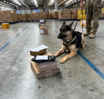 Imagem ilustrativa da imagem Cães farejadores dão bote em drogas e arma em centro dos Correios