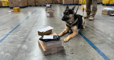 Imagem ilustrativa da imagem Cães farejadores dão bote em drogas e arma em centro dos Correios