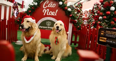 Imagem ilustrativa da imagem Mike e Hugo: famílias se encantam com beleza dos Cães Noel