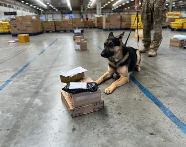Cães ajudaram na apreensão