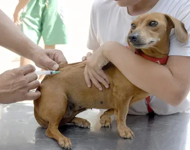 Animais precisam ser vacinados com a antirrábica