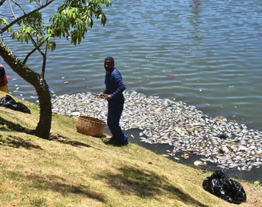 Peixes boiavam em vários pontos do Dique