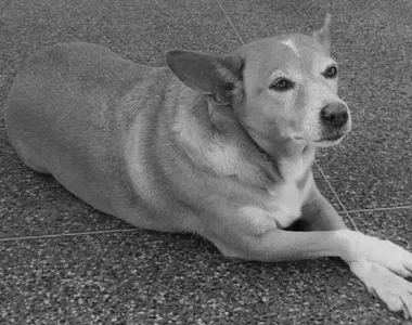 Cadelinha Madonna era figurinha carimbada na Ufba