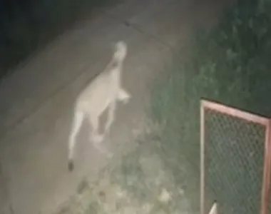 Animal tocou terror na vizinhança