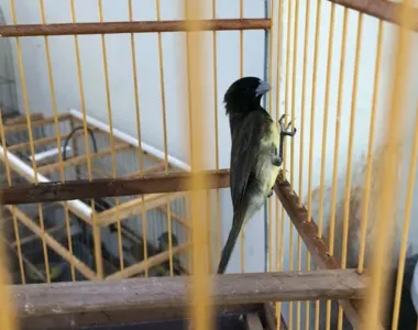 Operação Fauna Protegida mira lucro de facções com aves