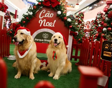 Cães fazem sucesso entre crianças e adultos