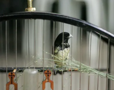 Aves como o papa-capim estão entre as mais comercializadas ilegalmente