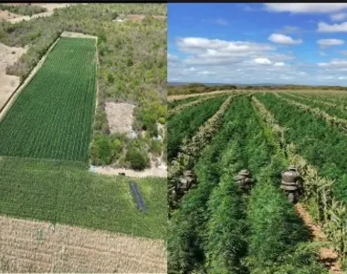 Roças com os pés de maconha