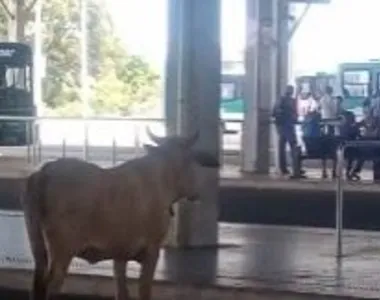Boi foi ‘pastar’ no terminal de Águas Claras