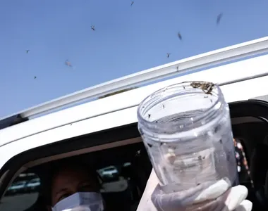 Mosquitos Aedes aegypti