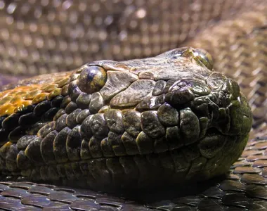 Cobra invade residência no Brasil