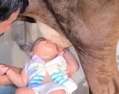 Homem segura bebê mamando em vaca na Índia