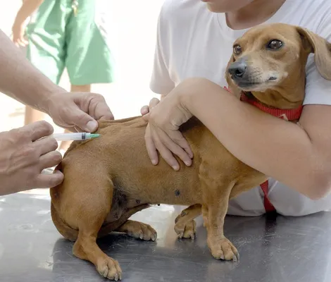 Imagem ilustrativa da imagem Caso de raiva em cachorro tem reviravolta; entenda o que aconteceu
