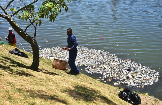 Imagem ilustrativa da imagem 