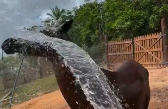 Imagem ilustrativa da imagem 