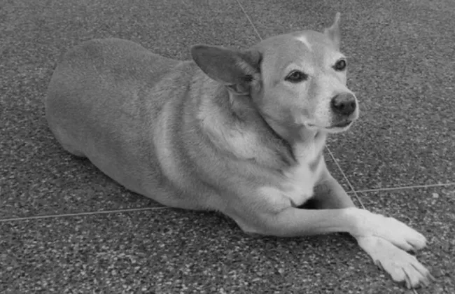 Imagem ilustrativa da imagem 