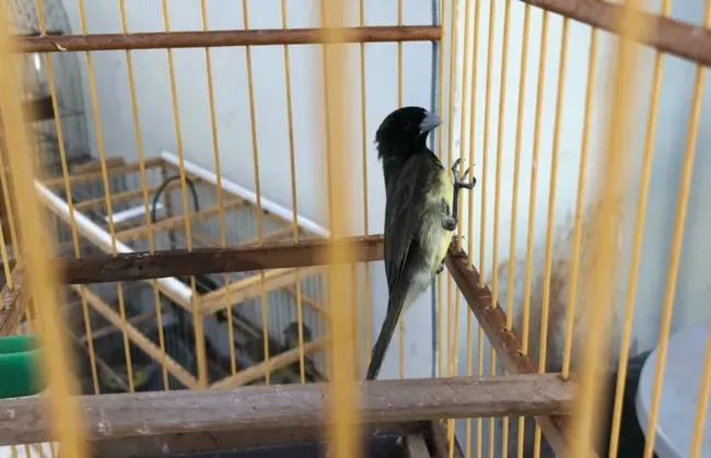 Imagem ilustrativa da imagem 