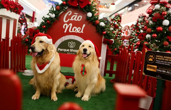 Imagem ilustrativa da imagem 