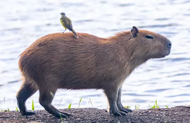 Imagem ilustrativa da imagem 