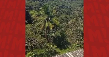 Imagem ilustrativa da imagem Polícia encontra mais 3 corpos em área de mata que houve confro em Cajazeiras