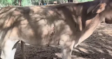 Imagem ilustrativa da imagem VÍDEO: vacas são baleadas e mortas em propriedade rural na Bahia