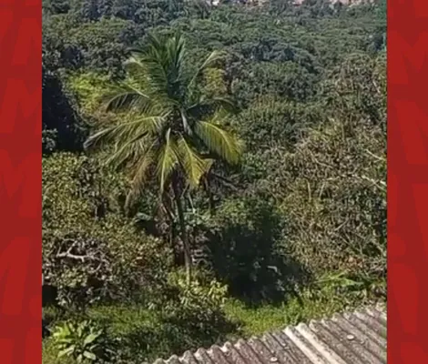 Imagem ilustrativa da imagem Polícia encontra mais 3 corpos em área de mata que houve confro em Cajazeiras