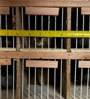 Imagem ilustrativa da imagem Aves em condições de maus-tratos são resgatadas em ônibus na BR-116