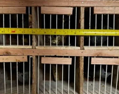 Animais eram transportados de forma ilegal em condições precárias