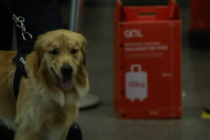 Tutores de animais de Salvador protestam após morte do cão Joca