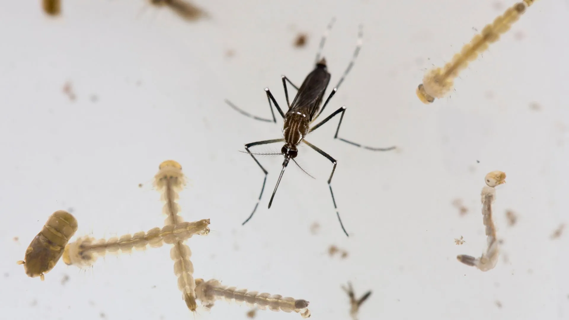 Imagem ilustrativa da imagem Casos de dengue disparam e Salvador já registra aumento de 190%