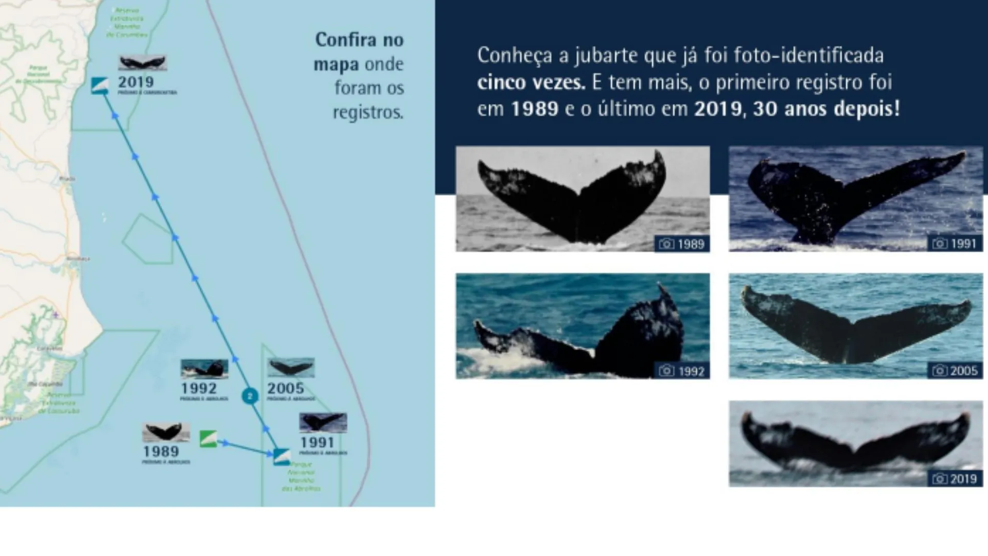 Veja a baleia-jubarte Dino ao longo do tempo