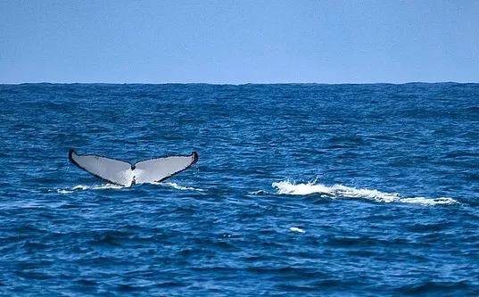 As baleias jubarte geralmente migram para áreas de reprodução mais quentes durante o inverno