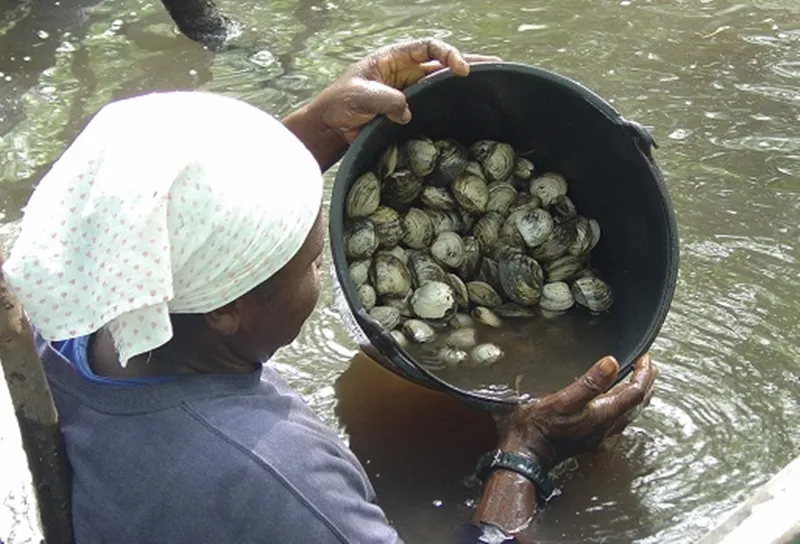 Imagem ilustrativa da imagem Bahia Pesca fortalece aquicultores, marisqueiras e pescadores