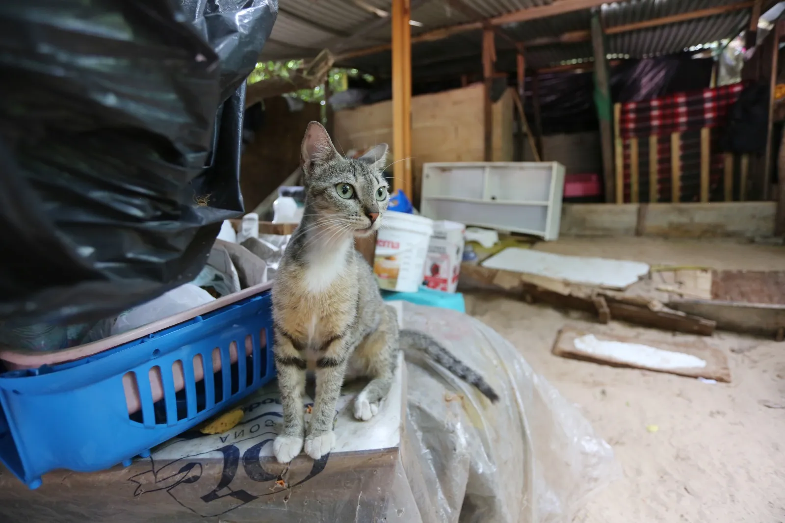 Colônia de gatos de tem cerca de 300 animais