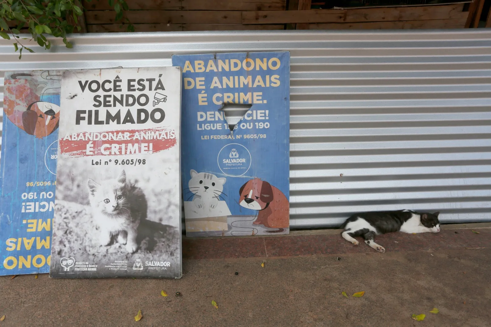Abandono de animais é crime