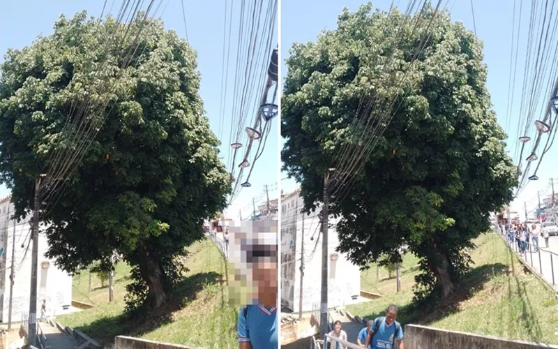 Uma árvore tem deixado a população do bairro de Mussurunga